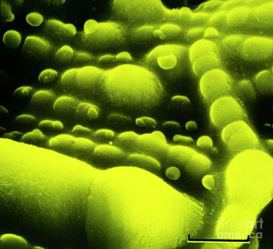 False Col Sem Of Cyanobacteria Photograph by Professor David Hall/science Photo Library