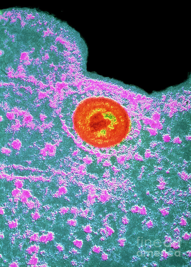 False-col Tem Of Herpes Simplex Virus Photograph by Institut Pasteur/unite Des Virus Oncongenes/science Photo Library