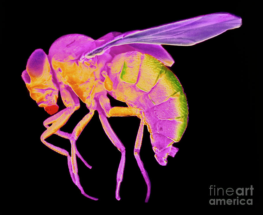 Wildlife Photograph - False-colour Sem Of Drosophila Melanogaster by Photo Insolite Realite & V. Gremet/science Photo Library