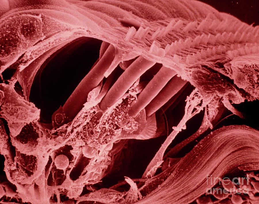 False-colour Sem Of The Human Inner Ear Photograph by Dr Goran Bredberg/science Photo Library