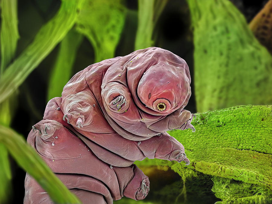 False-coloured Sem Of A Tardigrade Amongst Moss, 0.1 Mm Long Photograph ...