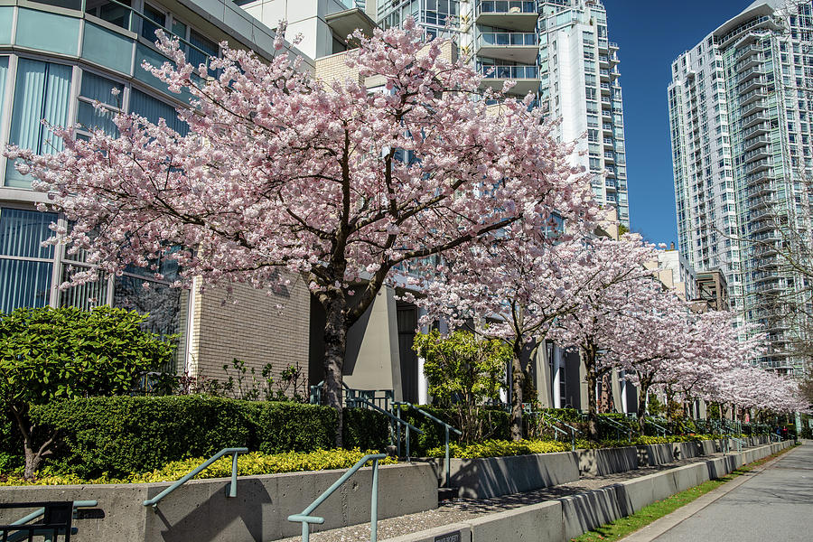 False Creek Cherry Blossoms by Ross G Strachan False Creek Cherry Blossoms by Ross G Strachan