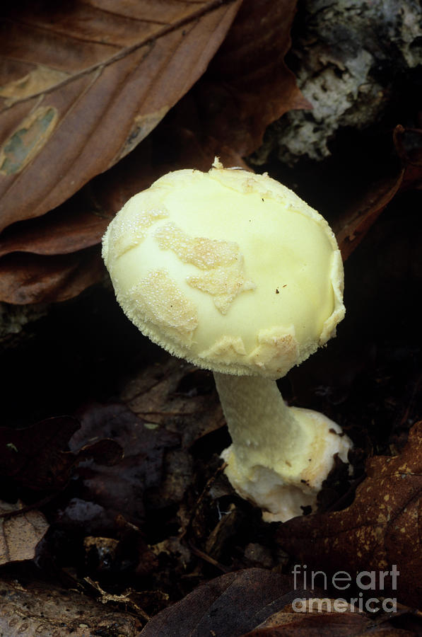 Nature Photograph - False Death Cap Mushroom by John Wright/science Photo Library