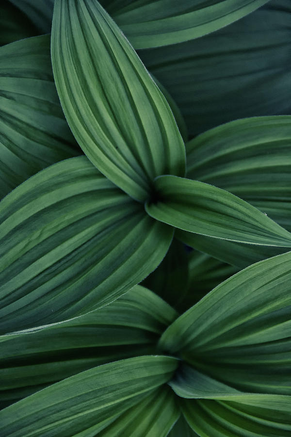 False Hellebore Plant Abstract by Nathan Bush False Hellebore Plant Abstract by Nathan Bush
