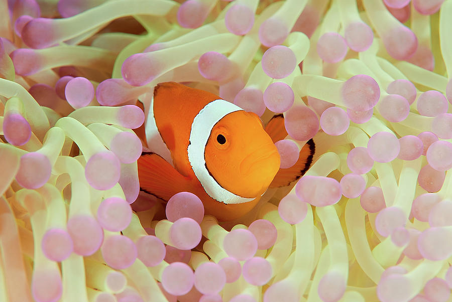 False Or Western Clown Anemonefish Photograph by Jones/shimlock-secret Sea Visions False Or Western Clown Anemonefish Photograph by Jones/shimlock-secret Sea Visions
