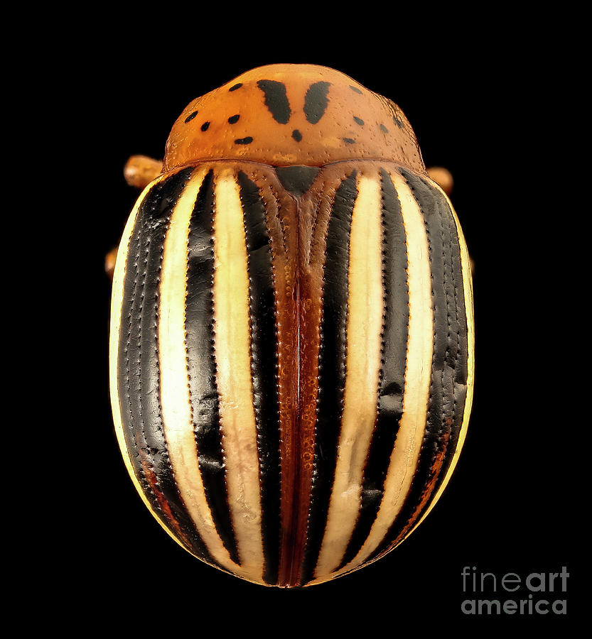 False Potato Beetle Photograph by Us Geological Survey/science Photo Library