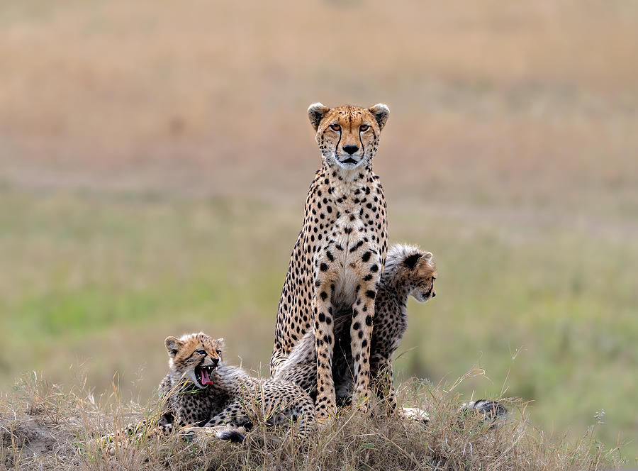 Wildlife Photograph - Family ! by Jie  Fischer