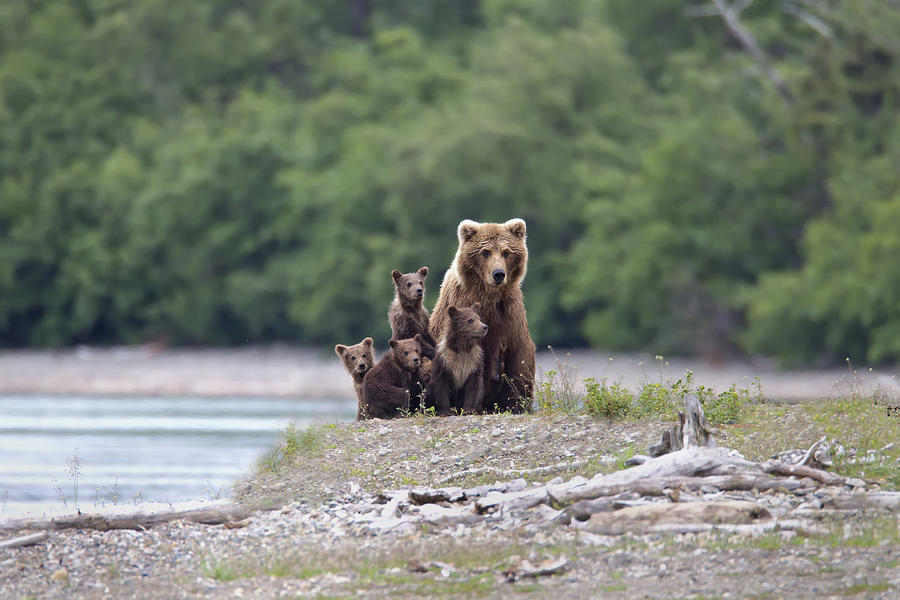 Cubs Photograph - Family Affair. by Peter Stahl