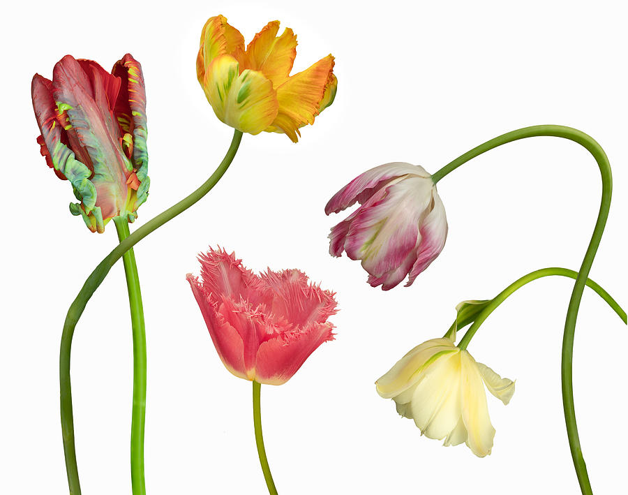 Tulip Photograph - Family Affair by Richard Urbanski