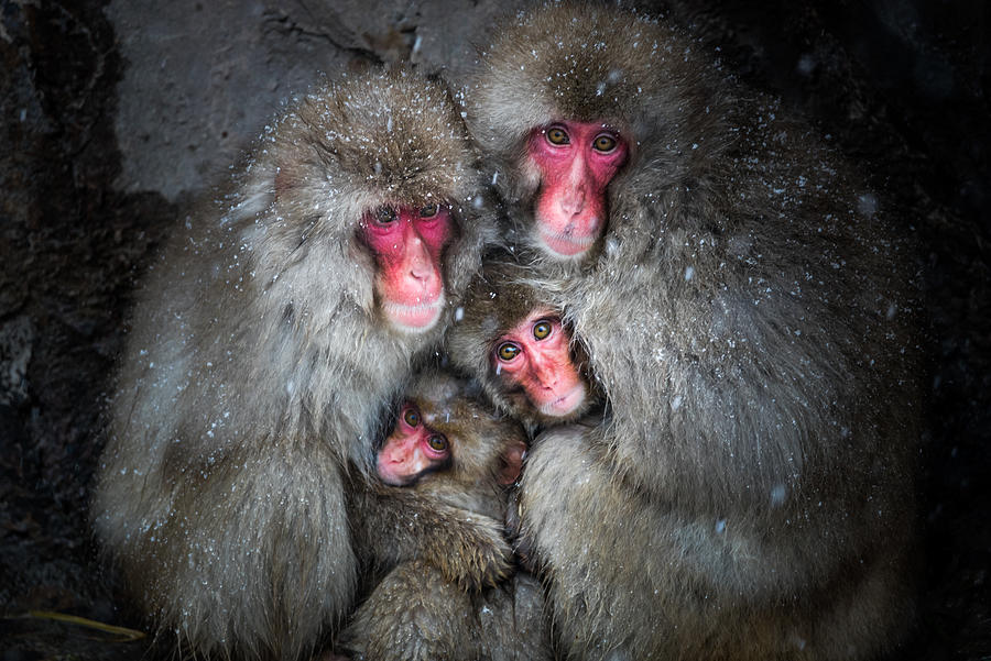 Animal Photograph - Family Bond by Takeshi Marumoto