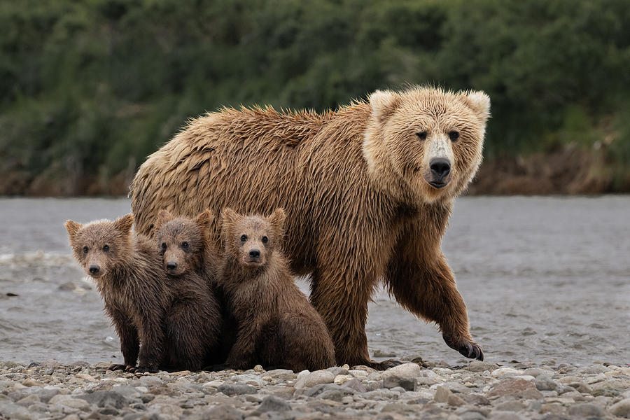 Bear Photograph - Family by Chao Feng ??