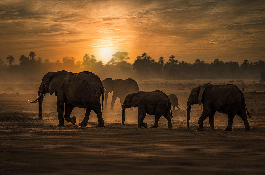 Family Elephant Photograph by Isam Telhami