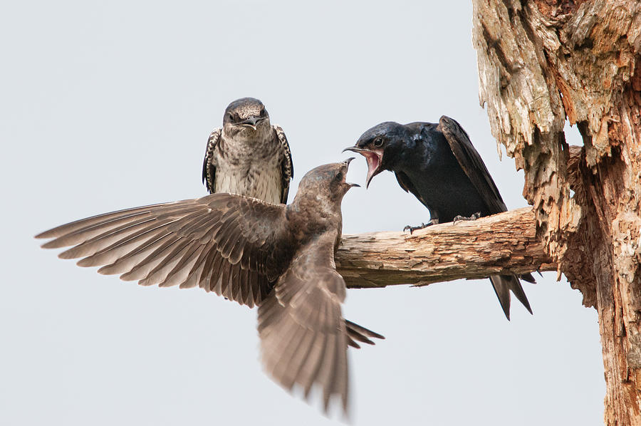 Nest Photograph - Family Feud by Alfred Forns