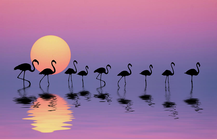 Sunset Photograph - Family Flamingos by Bess Hamiti