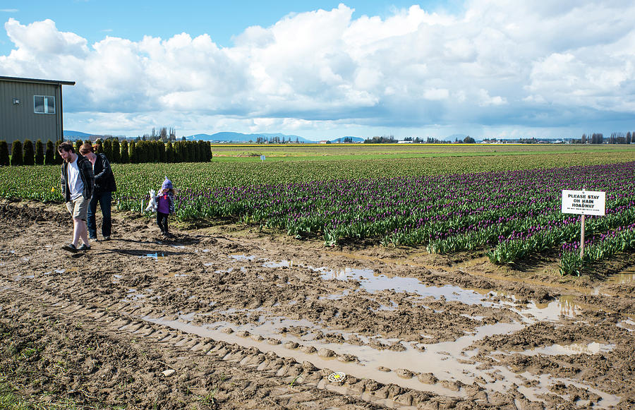 Family in Mud with Purple Tulips Photograph by Tom Cochran