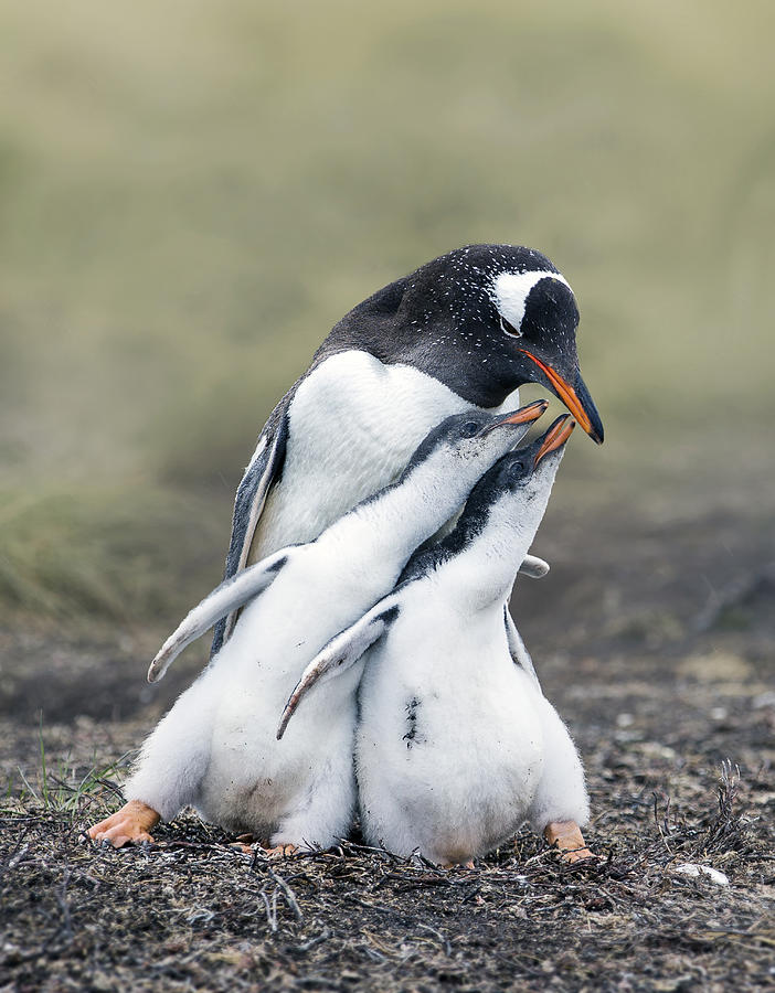 Penguin Photograph - Family by Jack Jia