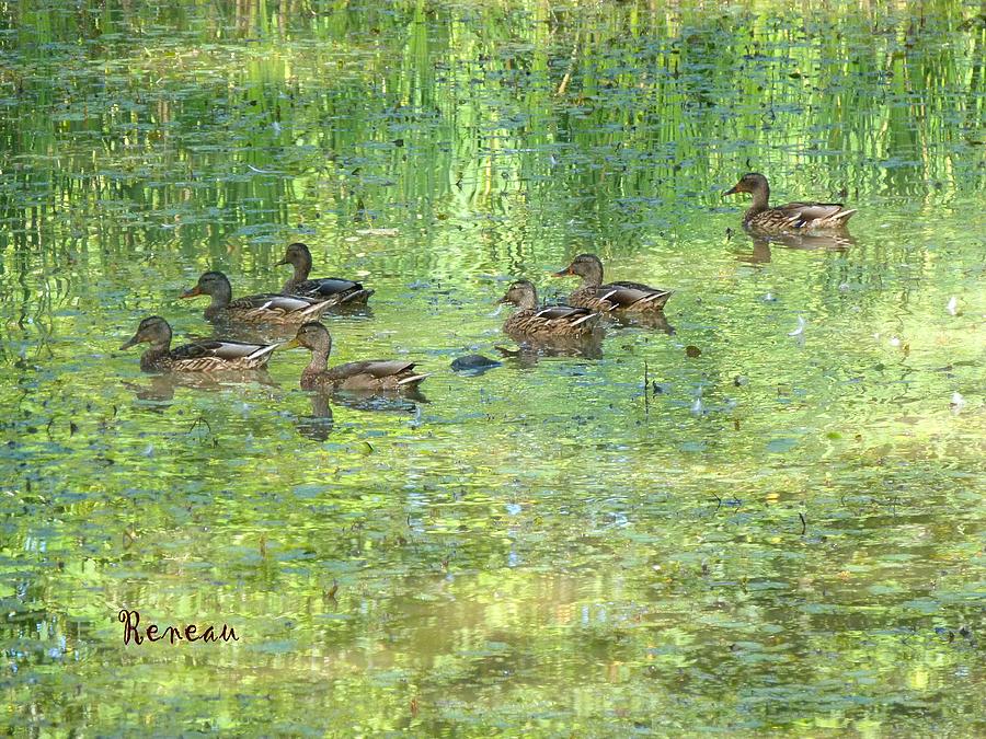 Family Of Ducks Outing Photograph by A L Sadie Reneau