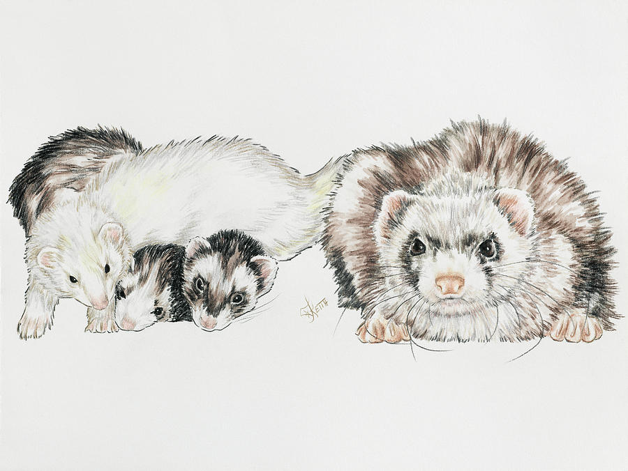 Family Of Ferrets Painting by Barbara Keith