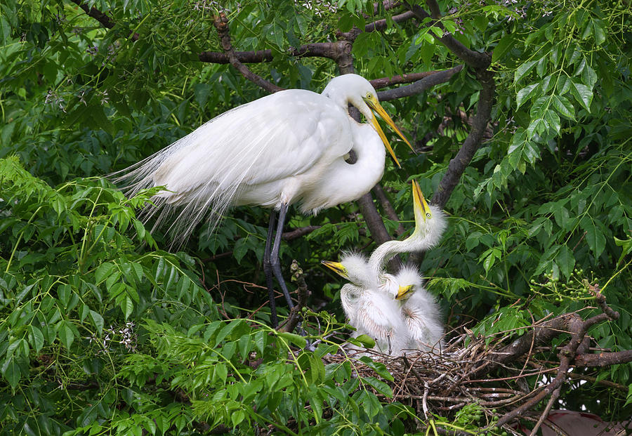 Family Of Great Egrets Photograph by Ivan Kuzmin