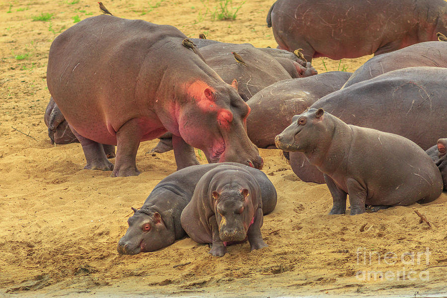 Family of Hippos Photograph by Benny Marty