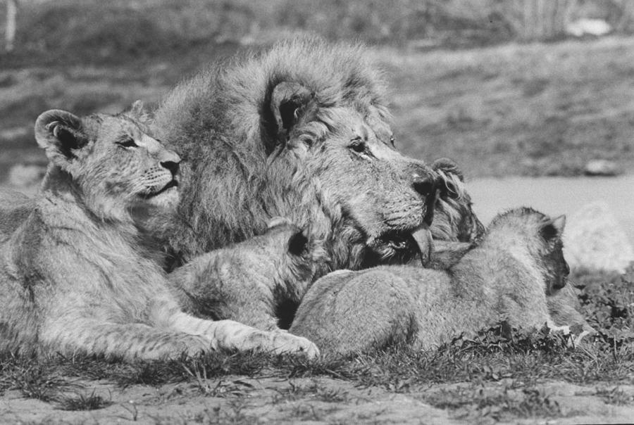 Animal Photograph - Family Of Lion by Ralph Crane
