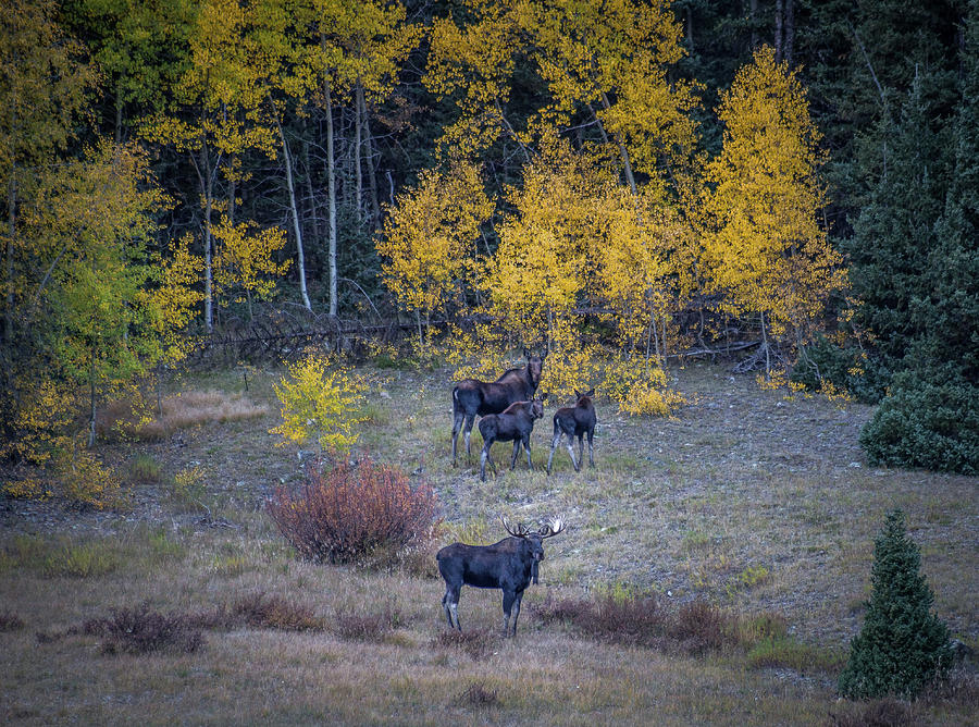 Family of Moose in Fall Photograph by Jen Manganello