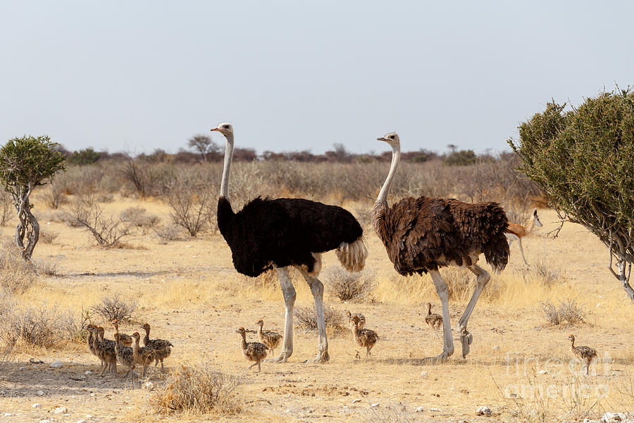 clipart chicken ostrich