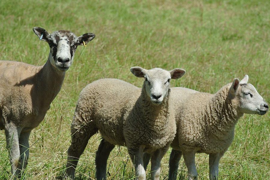 Family Of Sheep Photograph by Lynne Iddon - Fine Art America