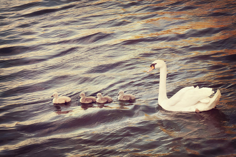 Family Of Swans Photograph by Just A Click