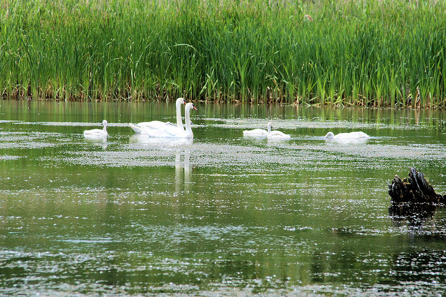 Family of Swans Photograph by Laura Smith