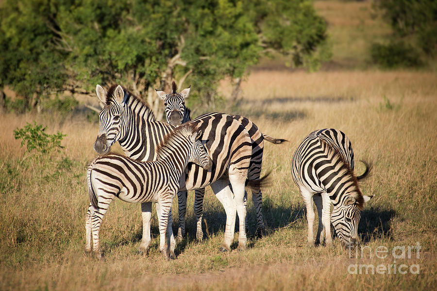 Family of zebras, Kruger National Park, South Africa Photograph by Delphimages Photo Creations
