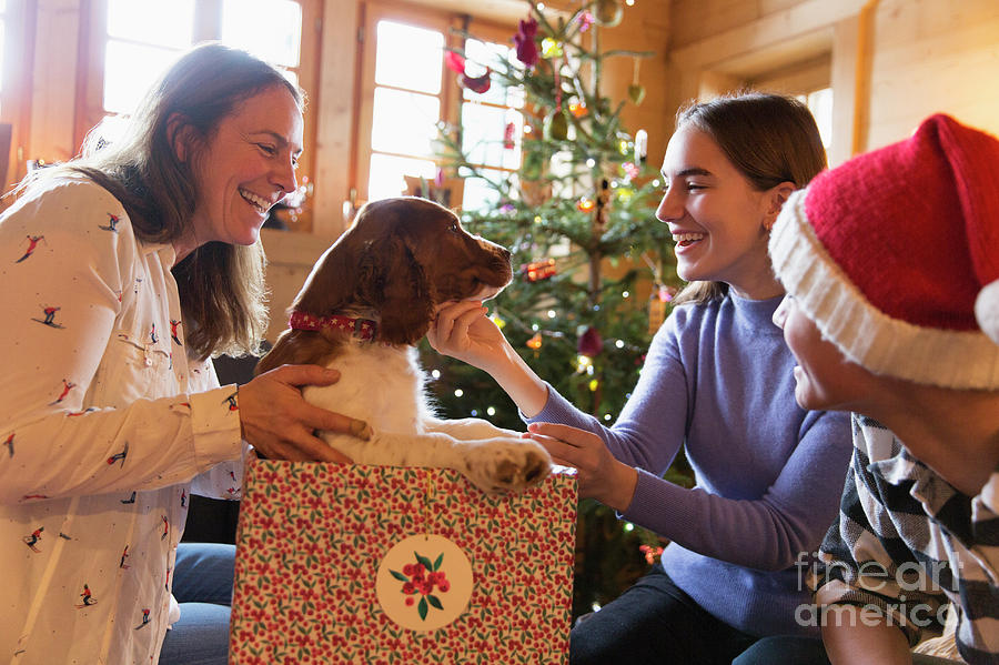 dog christmas gift box