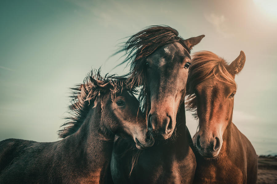 Horse Photograph - Family Portrait by Marcus Hennen