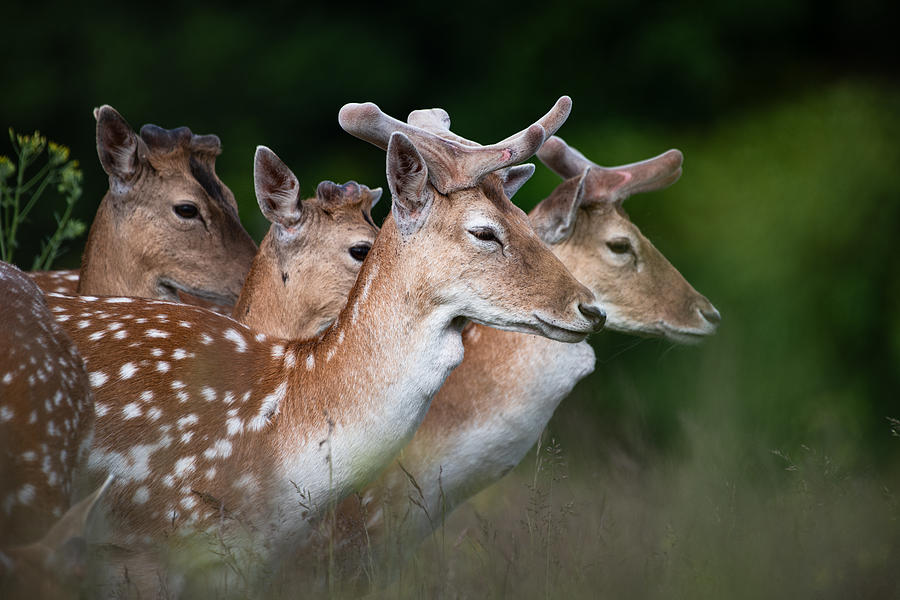 Wildlife Photograph - Family Portrait Of Deers In Richmond by Jonathan Alk