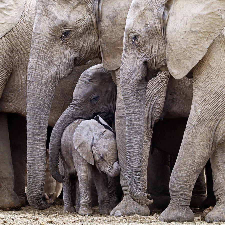 Elephant Photograph - Family by Robert Pearce