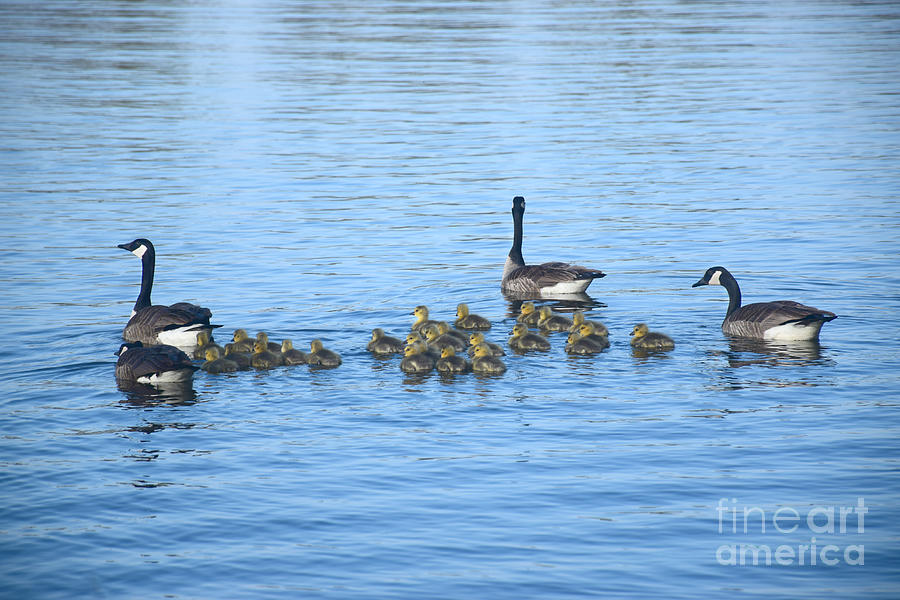 Family Swimming Photograph by Kathy M Krause