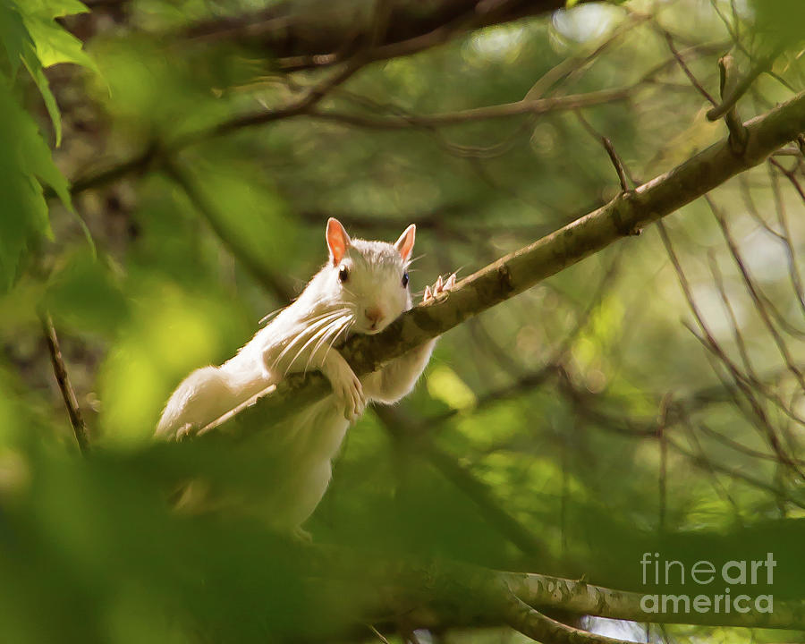 Famous Brevard White Squirrel by Kevin McCarthy Famous Brevard White Squirrel by Kevin McCarthy