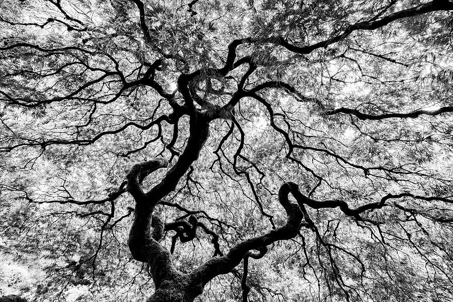 Adam Jones Photograph - Famous Maple Tree From The Portland by Adam Jones