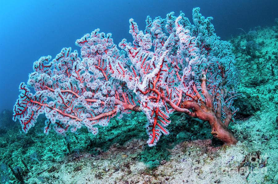 Fan Coral (solenocaulon Akalyx) Photograph by Georgette Douwma/science Photo Library