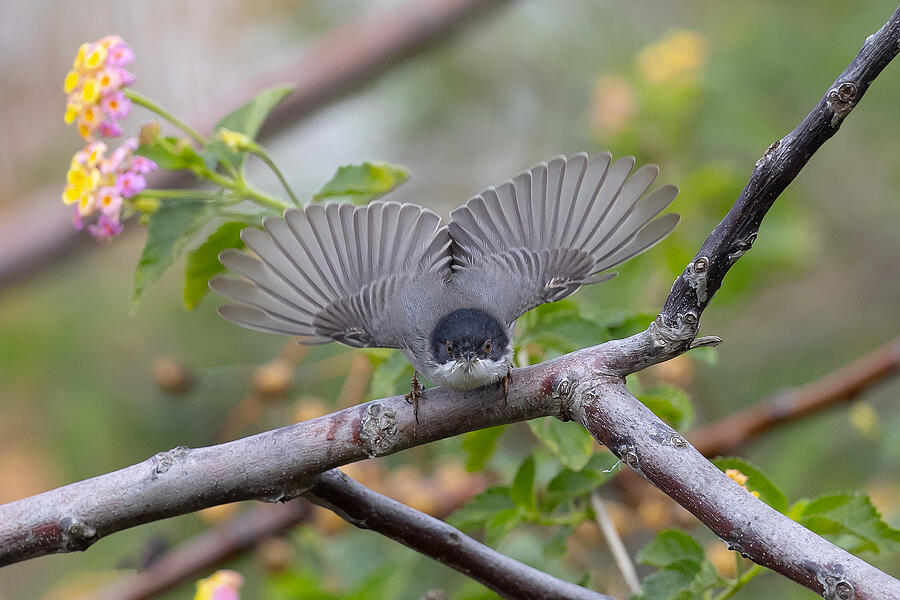 Nature Photograph - Fan Wings by Haim Mizrachy