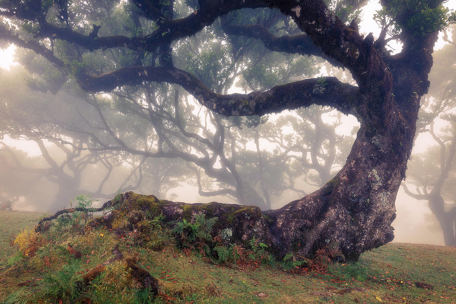 Tree Photograph - Fanal 02 by Walter Lackner