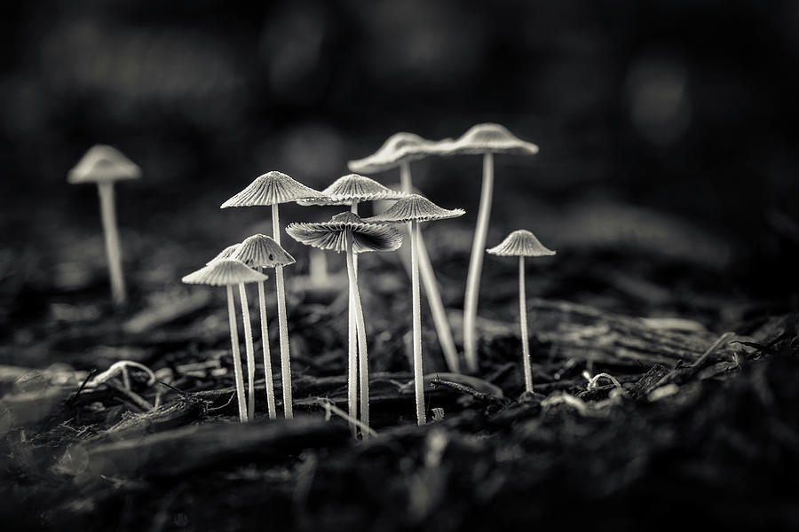 Black And White Photograph - Fanciful Fungus-2 by Tom Mc Nemar