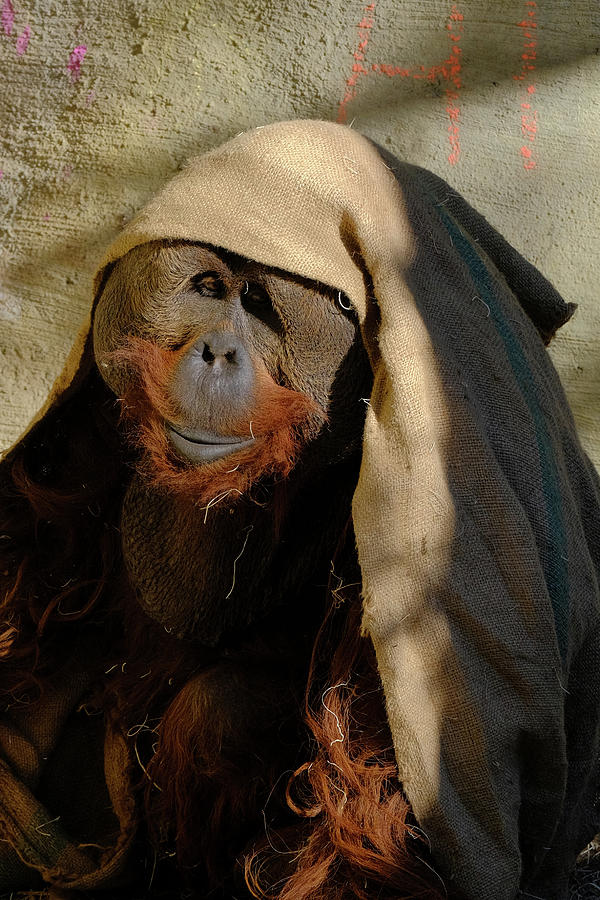 Orangutan Photograph - Fancy Bandana by David Jenkinson