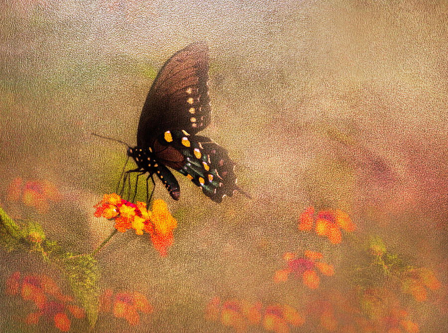 Fancy Butterfly Photograph by Leticia Latocki