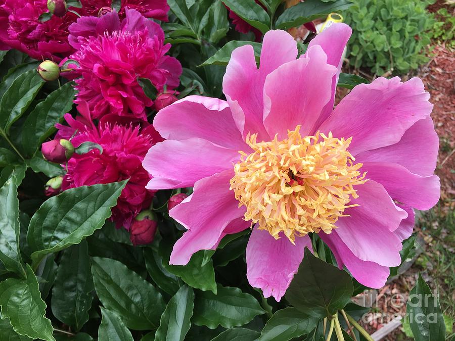 Fancy Peony Photograph by Cheryl Kottke - Fine Art America