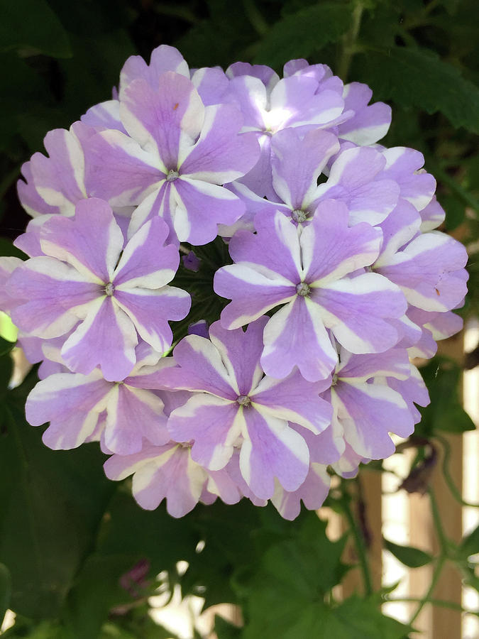 Fancy Phlox by Peg Toliver Fancy Phlox by Peg Toliver