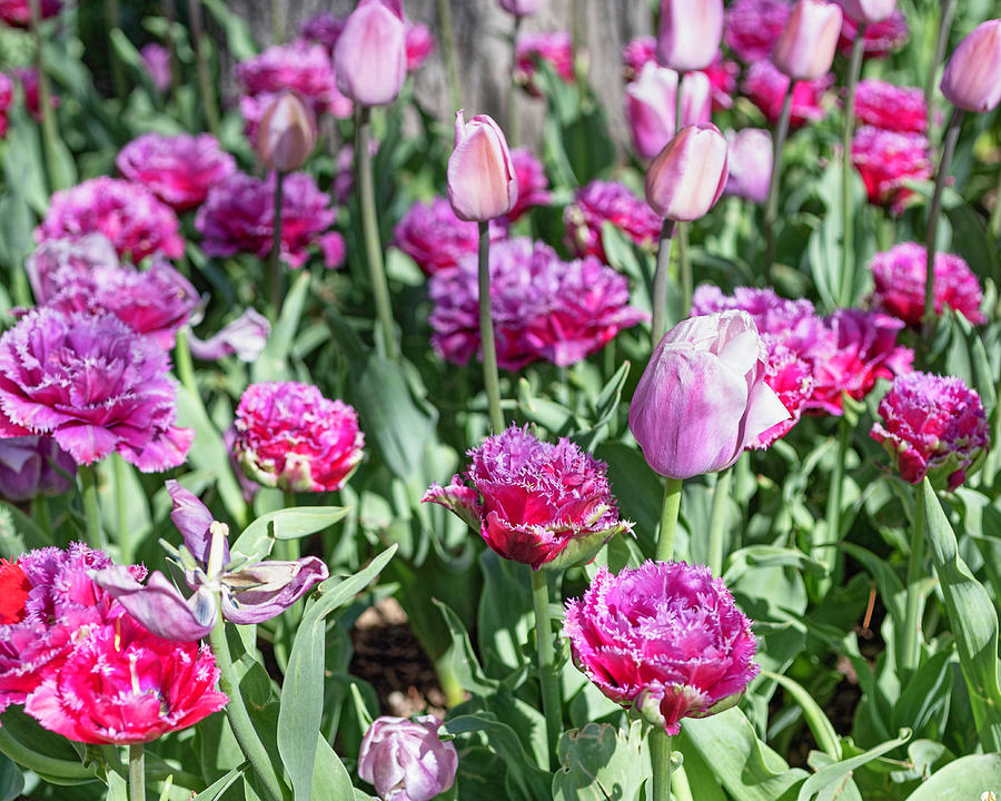 Fancy Pink Tulips Photograph by Lorraine Baum