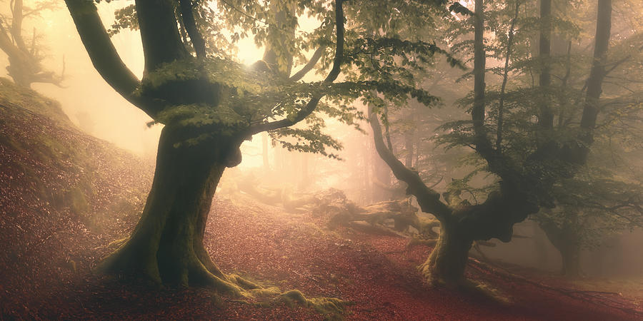Fangorn Forest Photograph by Roberto Rivera