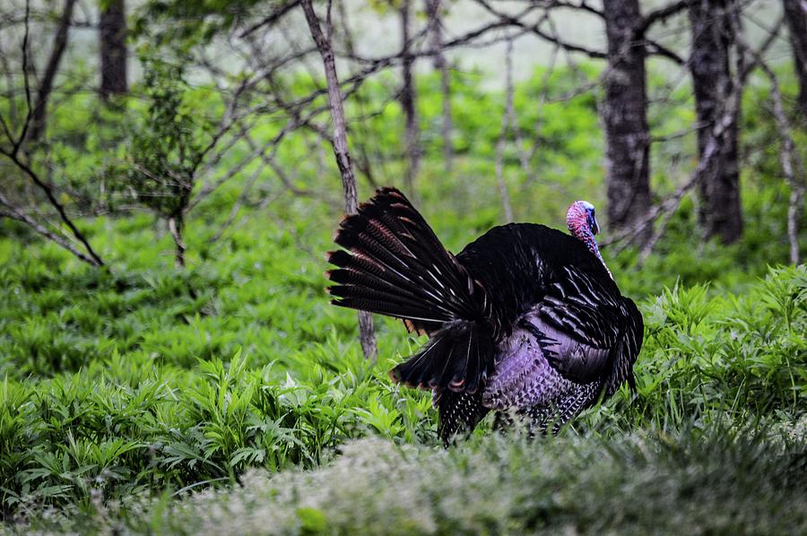 Fanning Turkey DSC_0460 Photograph by Michael Thomas