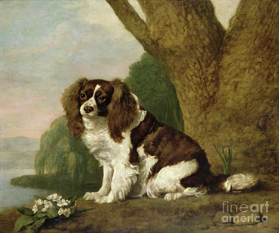 George Stubbs Painting - Fanny, A Brown And White Spaniel, 1778 by George Stubbs